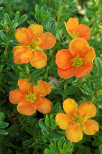 Obraz Potentilla